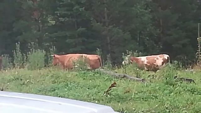 стадо коров (сементал +серо украйнская порода)