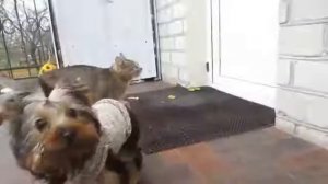 А ну-ка давай-ка песня"про дружбу''. Поёт коты:Малыш, Мурка,Рыжуля и Мурзя, Кролик Баффи и Пупся