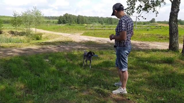 Дрессировка  щенка! Курцхаар Ричард 4.5 месяца.mp4 смотреть онлайн