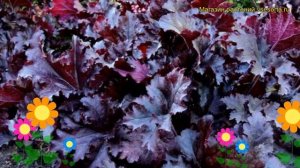 Гейхера гибридная Миднайт руффлс. Краткий обзор, описание heuchera x hybrida Midnight ruffles