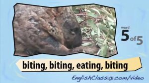 Learn English with Video - Australian Animals