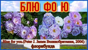 Роза Блю фо ю (Флорибунда) - Blue for you_(Peter J. James Великобритания, 2006)