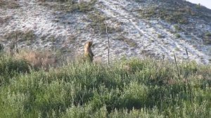 Байбак. Национальный природный парк "Двуречанский" и Новомлынск.