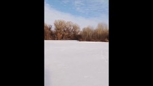 ольховые шишки пора собирать