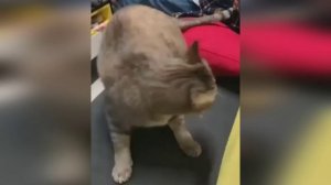 Смотри на меня , делай как я