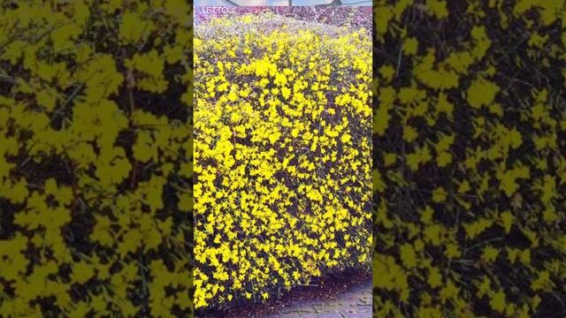 Сортовые орхидеи, цветущие лианы: что пришло в LETTO. Доставка по России смотреть онлайн