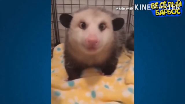 Смешные животные, 2020 год смотреть онлайн