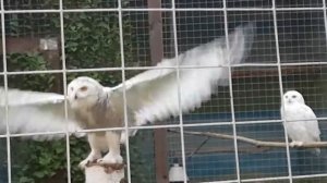 танец полярной совы/dance owl