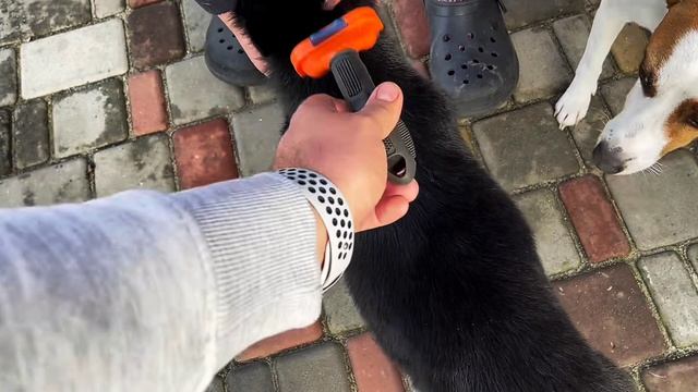 Искупали щенка. Обзор на Колю Сытник. смотреть онлайн