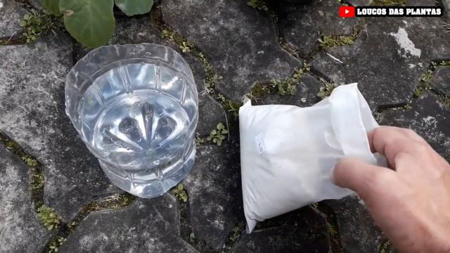 Suas Violetas Tombarão de tantas flores com essas dicas (Serve para qualquer planta) смотреть онлайн