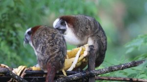 Geoffroy's tamarin - Mono tití panameño - Monkey in Panama