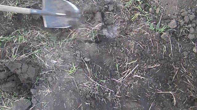 Посадка грецкого ореха в скорлупе ( зеленым )