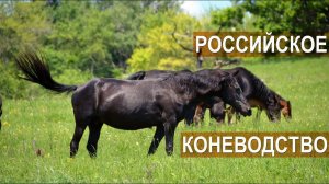 Аникеев С.А. О развитии коневодства в России