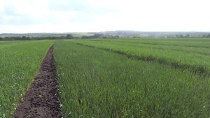 Озимая пшеница, оптимальные сроки сева (23.05.18)