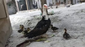 ?мама утка защищает от меня своих утят??