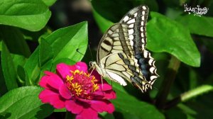 ПЯТЬ ПРИЧИН ВЛЮБИТЬСЯ В ЦИННИИ. Особые низкорослые, но крупноцветковые