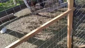 Инкубатор несушка. Честный отзыв.