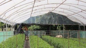 Хризантема. Обзор теплицы.1 июля 2022 год.