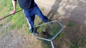 Ловля канального сомика на поплавочную удочку Старобешево Донецк 2019 channel catfish