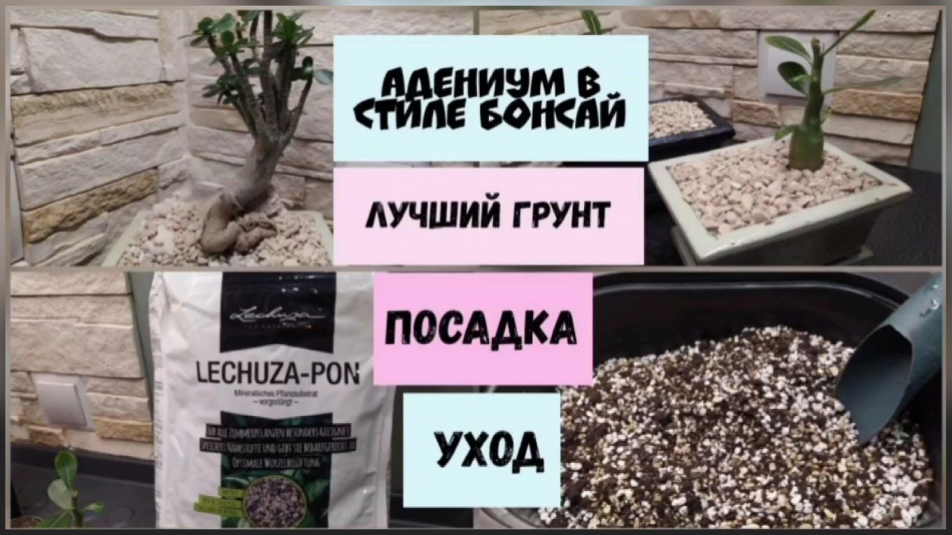 Адениум в стиле бонсай.