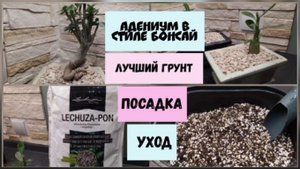 Адениум в стиле бонсай.