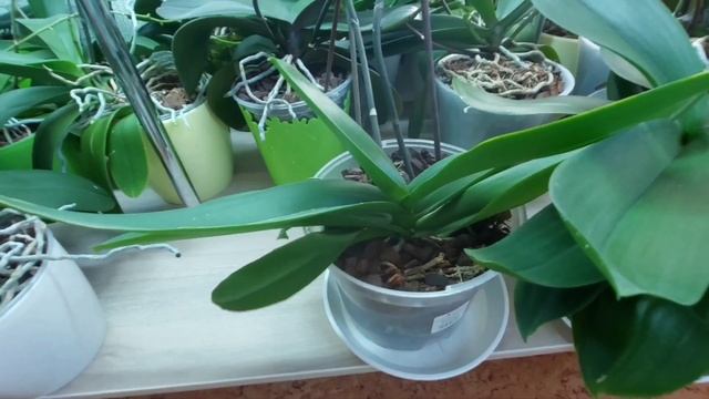 1 часть мои ОРХИДЕИ смотреть онлайн