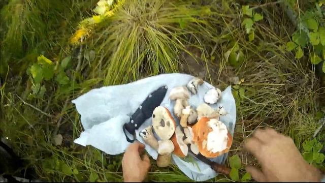 За грибами в Тайгу на квадроцикле ЗИМ-350 смотреть онлайн