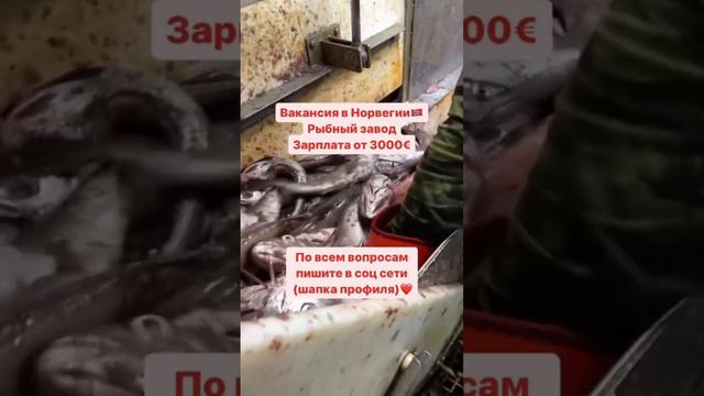 Норвегия 🇳🇴 рыбный завод 🐟