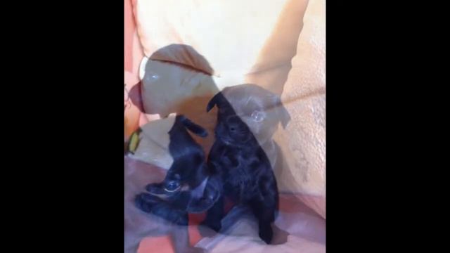 Той-терьер смотреть онлайн