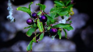 Ошо. Техника открытия третьего глаза