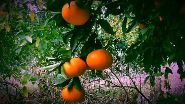 Кипр в январе. смотреть онлайн