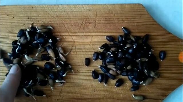 167 Пророщенные зерна, как прорастить, польза