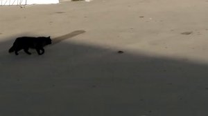 Говорят не повезёт, если чёрный кот дорогу перейдет