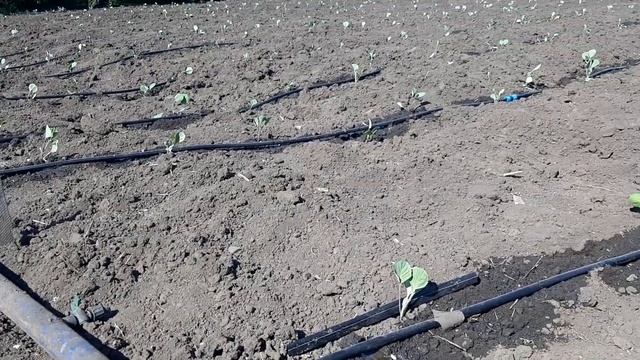 Рассада арбуза продюсор, каристан на 10.05.2020 смотреть онлайн