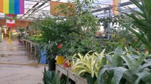 Садовый центр в Канаде. Комнатные растения. Обзор. Март 2021