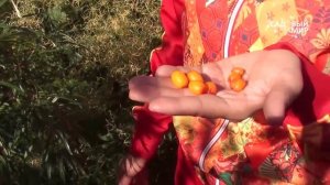 Сортовая облепиха  Мужские и женские растения облепихи. Сайт "Садовый мир"