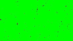 Falling leaves | FREE FOOTAGE | Green screen