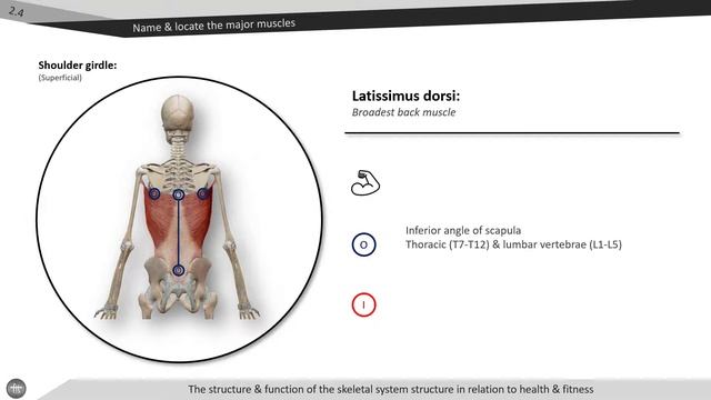 Latissimus dorsi смотреть онлайн