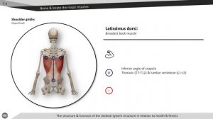 Latissimus dorsi