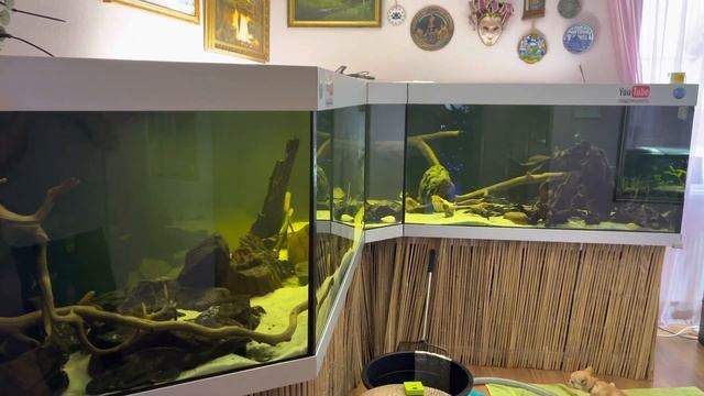 Пираньи уехали в новый дом смотреть онлайн