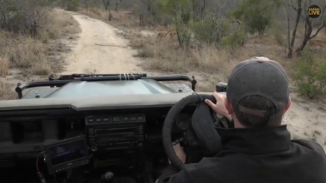 safariLIVE - Sunrise Safari - October 14, 2019 смотреть онлайн