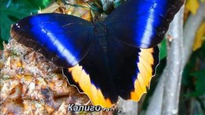 Самые красивые бабочки мира!