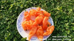 ?Сладкий Перец Хабанеро Хабанада — Pepper Sweet Habanero Habanada Семена, Дигустация, Выращивание