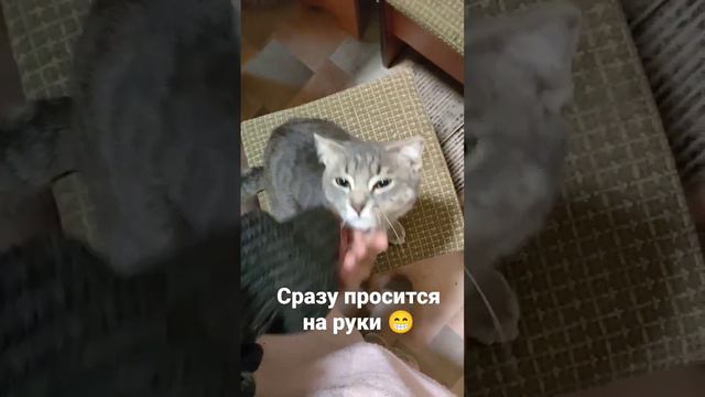 просится на руки)