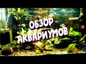 Обзор наших аквариумов. Редизайн аквариума 220 литров. Мини разводня / An overview of our aquariums