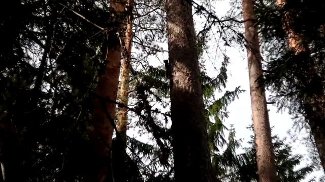 Обследование озер в Ленинградской области. Озеро Узорное и Малое Луговое. 0+