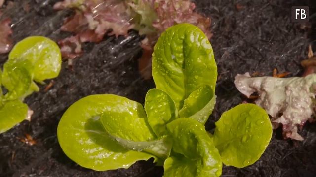 Что посадить на месте убранного чеснока смотреть онлайн