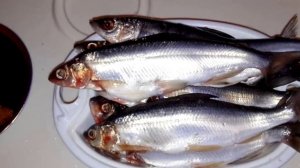 Как солить пелядь очень вкусно и быстро