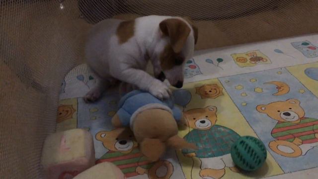 джек рассел терьер AIR GRAND HALIF UA 1,5 месяца на охоте)) смотреть онлайн