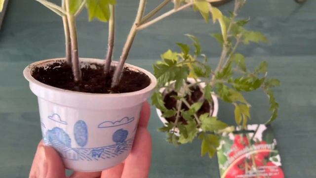Томат Комнатный сюрприз - лучший томат для выращивания в комнатных условиях.